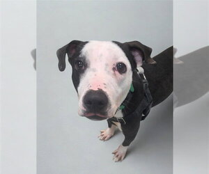 American Staffordshire Terrier-Unknown Mix Dogs for adoption in Sayreville, NJ, NJ, USA