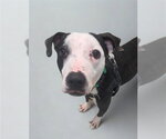 Small American Staffordshire Terrier Mix