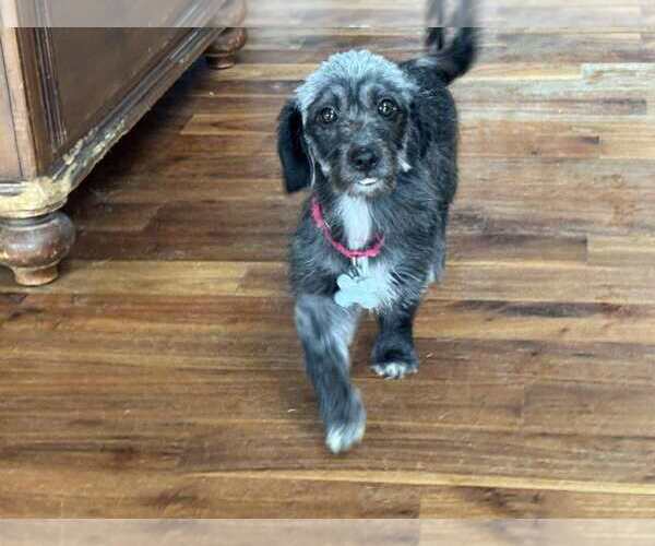 Medium Photo #3 Poodle (Miniature)-Unknown Mix Puppy For Sale in Holly Springs, NC, USA