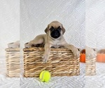 Small #4 Pug