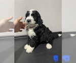 Small Photo #9 Bernedoodle Puppy For Sale in ANNA, TX, USA