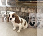 Puppy 1 Cavalier King Charles Spaniel