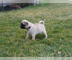 Small Photo #4 Pug Puppy For Sale in MOUNT SOLON, VA, USA