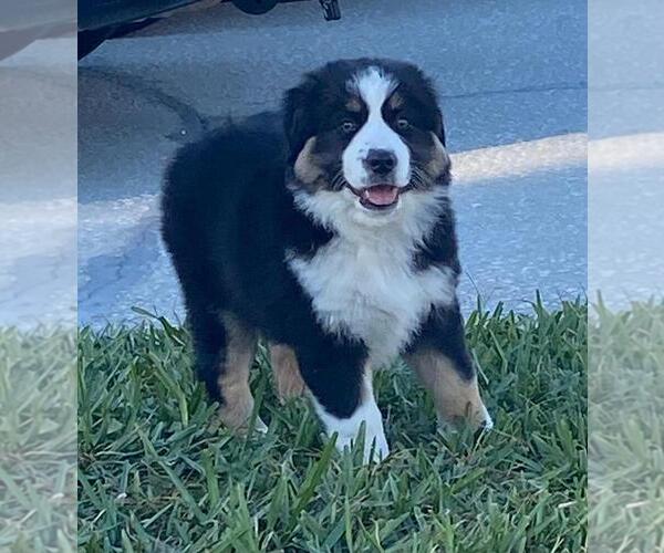 Medium Photo #4 North American Shepherd Puppy For Sale in CLERMONT, FL, USA