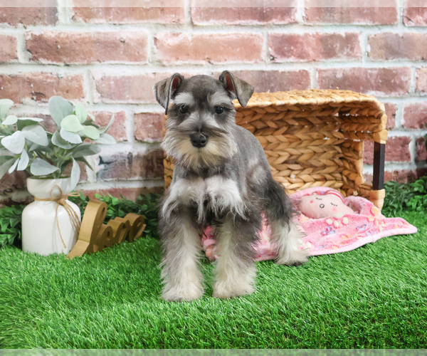 Medium Photo #4 Schnauzer (Miniature) Puppy For Sale in SYRACUSE, IN, USA