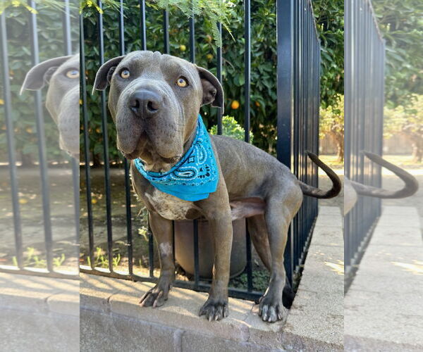 Medium Photo #8 American Pit Bull Terrier-Chinese Shar-Pei Mix Puppy For Sale in Redlands, CA, USA