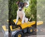 Small #3 Jack-Rat Terrier