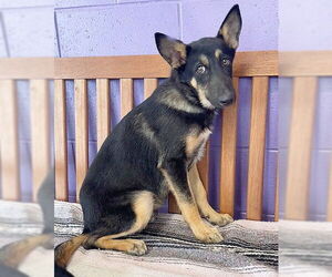 German Shepherd Dog-Unknown Mix Dogs for adoption in Genesee, WI, USA