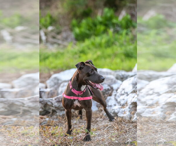 Medium Photo #12 Mutt Puppy For Sale in  Gainesville, FL, USA