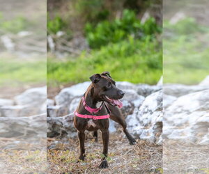 Paris II - Female Mutt Dog for Adoption - Photo #12