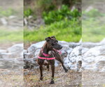 Small #11 Mutt