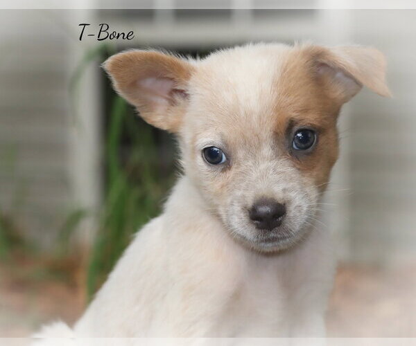 Medium Photo #1 Mutt Puppy For Sale in Southbury, CT, USA