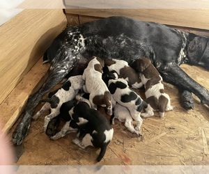 German Shorthaired Pointer Puppy for sale in SPRINGFIELD, IL, USA