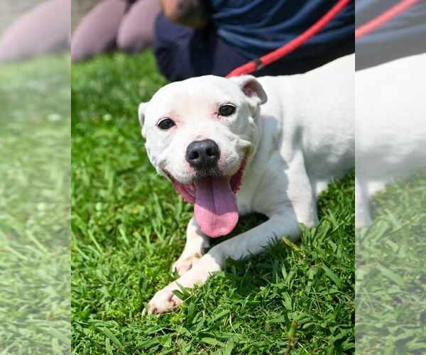 Medium Photo #8 American Pit Bull Terrier Puppy For Sale in Glen Allen, VA, USA