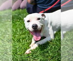Small #7 American Pit Bull Terrier