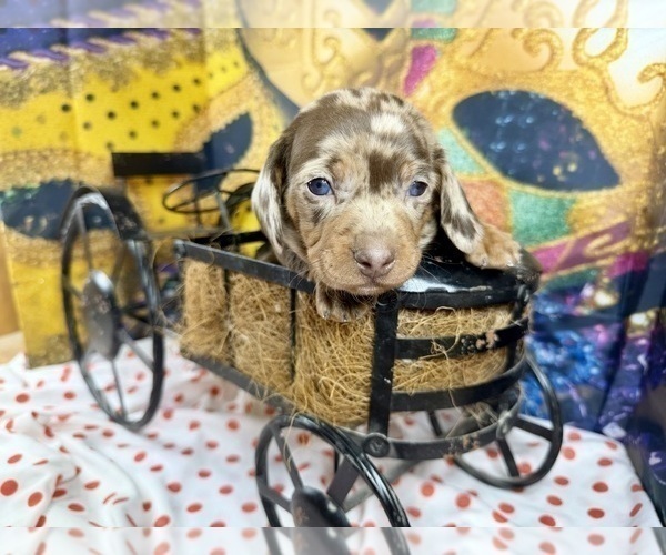 Medium Photo #9 Dachshund Puppy For Sale in CASSVILLE, MO, USA