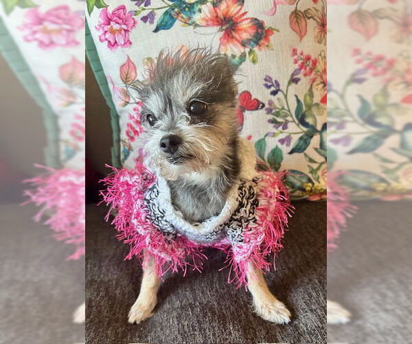 Medium Photo #3 Mutt Puppy For Sale in Allentown,, PA, USA