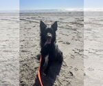 Small #2 Border Collie Mix