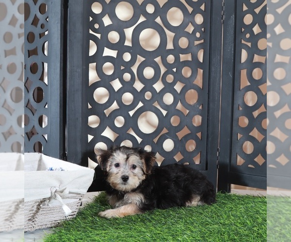 Medium Photo #4 Yo-Chon Puppy For Sale in MOUNT VERNON, OH, USA