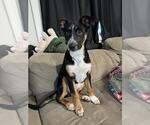 Small #3 Texas Heeler Mix