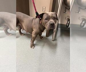 American Pit Bull Terrier-Basset Hound Mix Dogs for adoption in Baytown, TX, USA