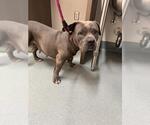 Small American Pit Bull Terrier-Basset Hound Mix