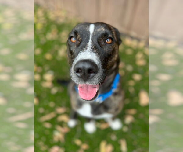 Medium Photo #2 Mutt Puppy For Sale in Royse City, TX, USA