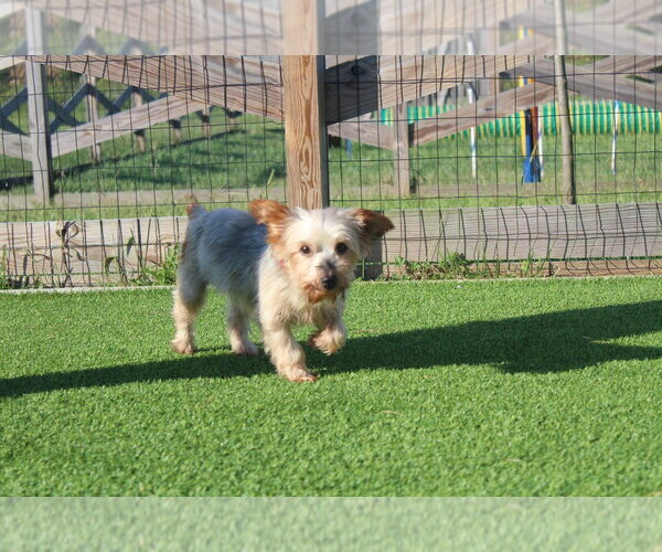 Medium Photo #2 Mutt Puppy For Sale in Chestertown, MD, USA