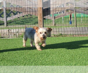 Teddy Bear - Male Mutt Dog for Adoption - Photo #2