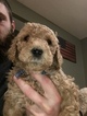 Small Photo #4 Goldendoodle Puppy For Sale in GEORGETOWN, IN, USA