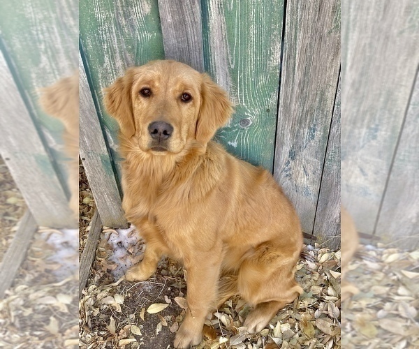 Medium Photo #1 Golden Retriever Puppy For Sale in LA JARA, CO, USA