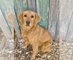 Small Photo #1 Golden Retriever Puppy For Sale in LA JARA, CO, USA