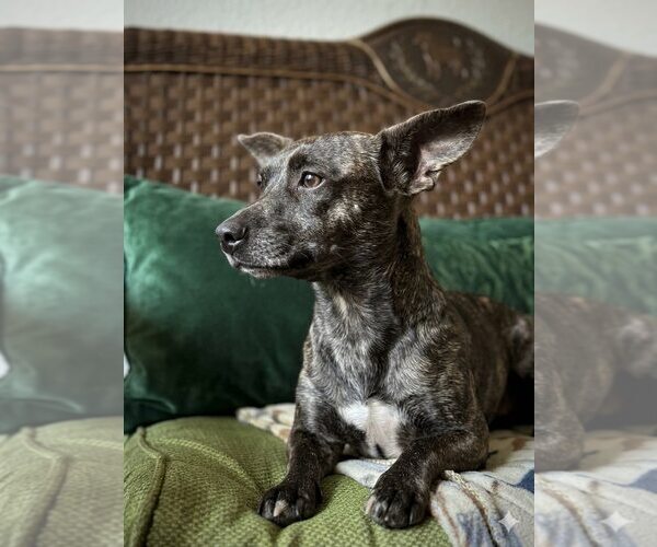 Medium Photo #3 Chiweenie Puppy For Sale in Eastman, GA, USA