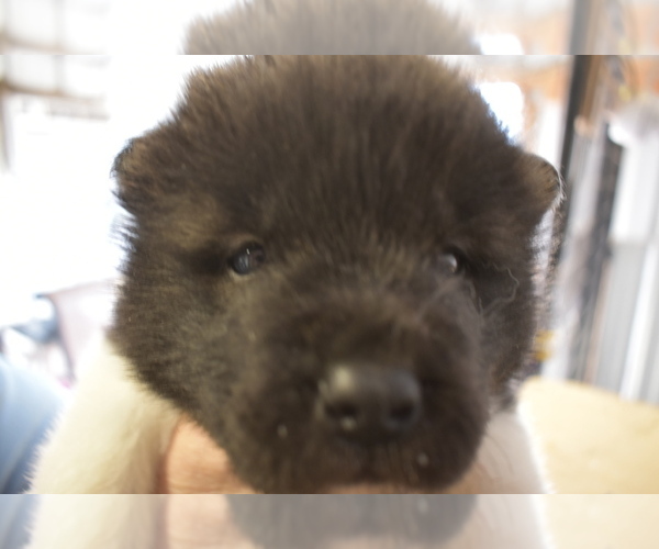 Medium Photo #1 Akita Puppy For Sale in LICKING, MO, USA