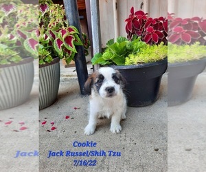 Jack Russell Terrier-Shih Tzu Mix Puppy for Sale in SHIPSHEWANA, Indiana USA