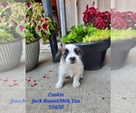 Puppy 0 Jack Russell Terrier-Shih Tzu Mix