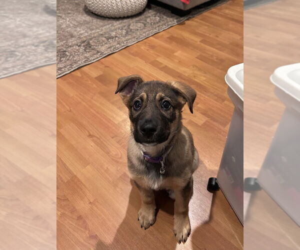 Medium Photo #1 Mutt Puppy For Sale in Evansville, IN, USA