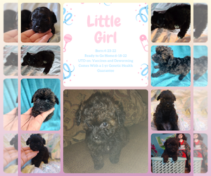 ShihPoo Puppy for sale in LOCUST, NC, USA