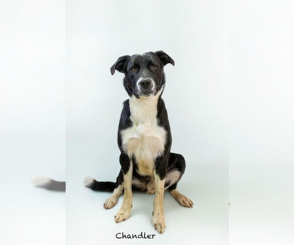 Medium Photo #2 Border Collie-Unknown Mix Puppy For Sale in Hot Springs Village, AR, USA