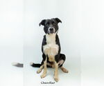 Small #1 Border Collie Mix