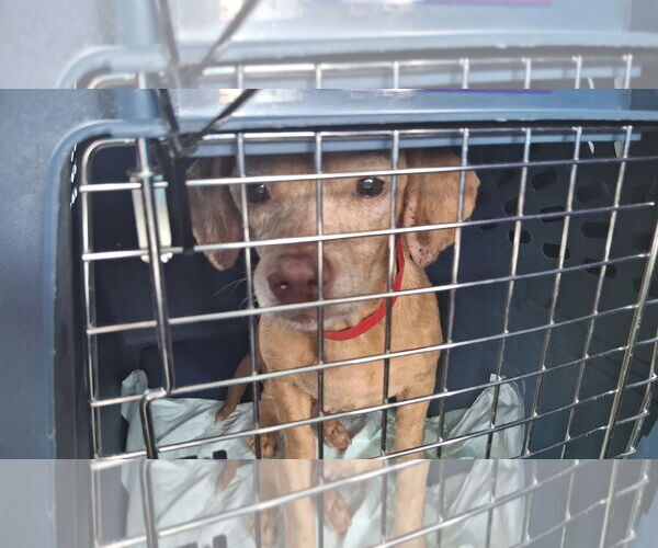 Medium Photo #10 Dachshund-Unknown Mix Puppy For Sale in Sebec, ME, USA