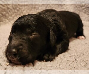 Aussiedoodle Puppy for sale in COLUMBIA, TN, USA