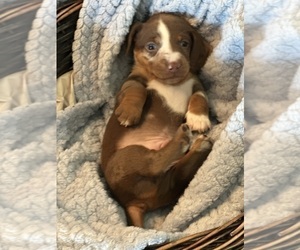 Medium Dachshund