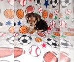 Small #4 Poodle (Toy)