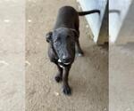 Small #1 Labrador Retriever Mix