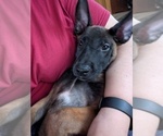 Litter of 6 - Male(s) and Female(s) Belgian MalinoisLitter of Puppies for Sale - Photo #17