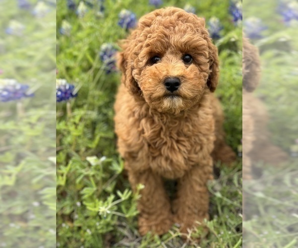 Medium Photo #19 Goldendoodle (Miniature) Puppy For Sale in HALTOM CITY, TX, USA