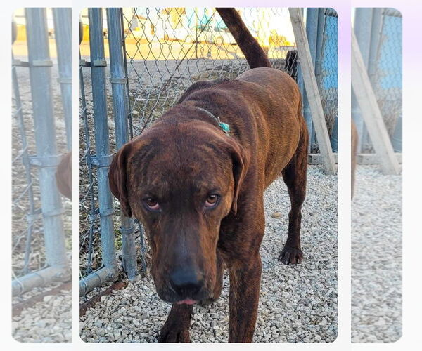 Medium Photo #12 German Shorthaired Pointer-Treeing Walker Coonhound Mix Puppy For Sale in Stover, MO, USA