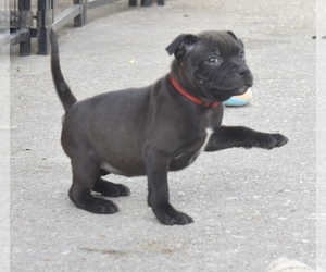 Staffordshire Bull Terrier Puppy for Sale in CHALMETTE, Louisiana USA