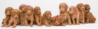 Poodle (Standard) Puppy for sale in MCHENRY, IL, USA